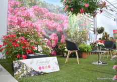 Friendly of Meilland, is enkelbloemig. En vogels kunnen na de bloei vruchten eten. Het bloeit van de zomer tot de herfst en bovenop de bloemen heeft de consument ook vruchten. "Ze hebben een natuurlijke vorm en passen goed in natuurlijke tuinen."